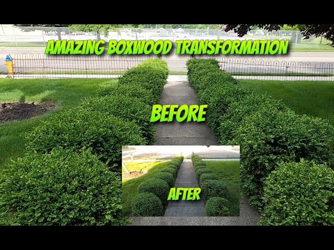 How To Use Stihl Hedge Trimmers Round Bushes