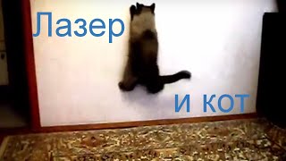 Лазер и кот Лазер и кот