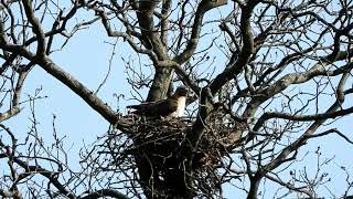 Retailed Hawk #2 video