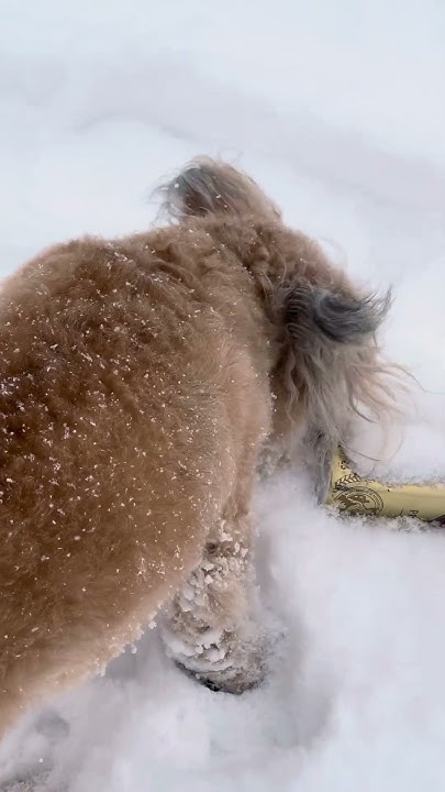 Пес Босс у павильона пиво воды #shortvideo #мурманск #мончегорск # ...
