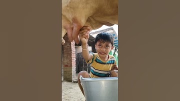 Thumbnail of choti choti gaiya yy rggf yt #love #song #funny