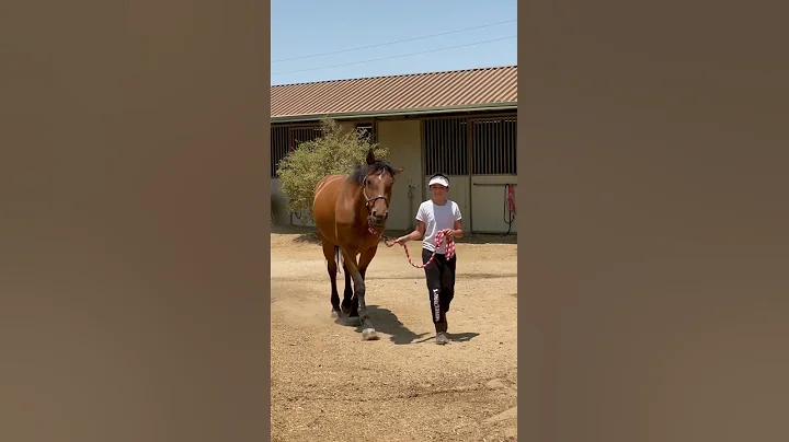 Our Imported Oldenburg mare Chaccolina and my kidd...