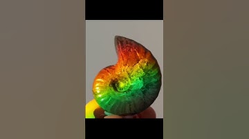 ammonite fossil #fossils #youtubeshort #crystals