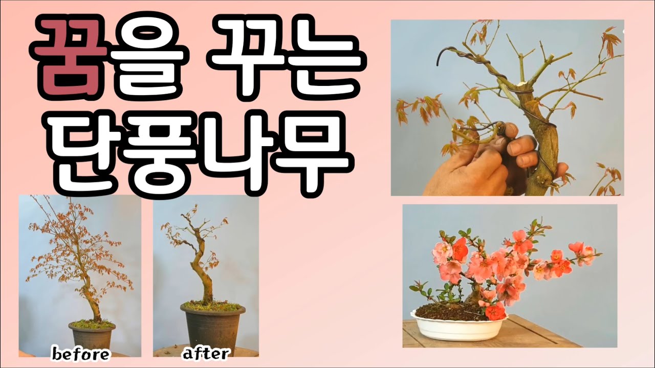 분재관리 86강 꿈을 꾸는 단풍나무