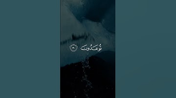 سورة فصلت الشيخ ناصر القطامي ❤️