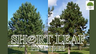 Shortleaf Pine Tree- TN Nursery