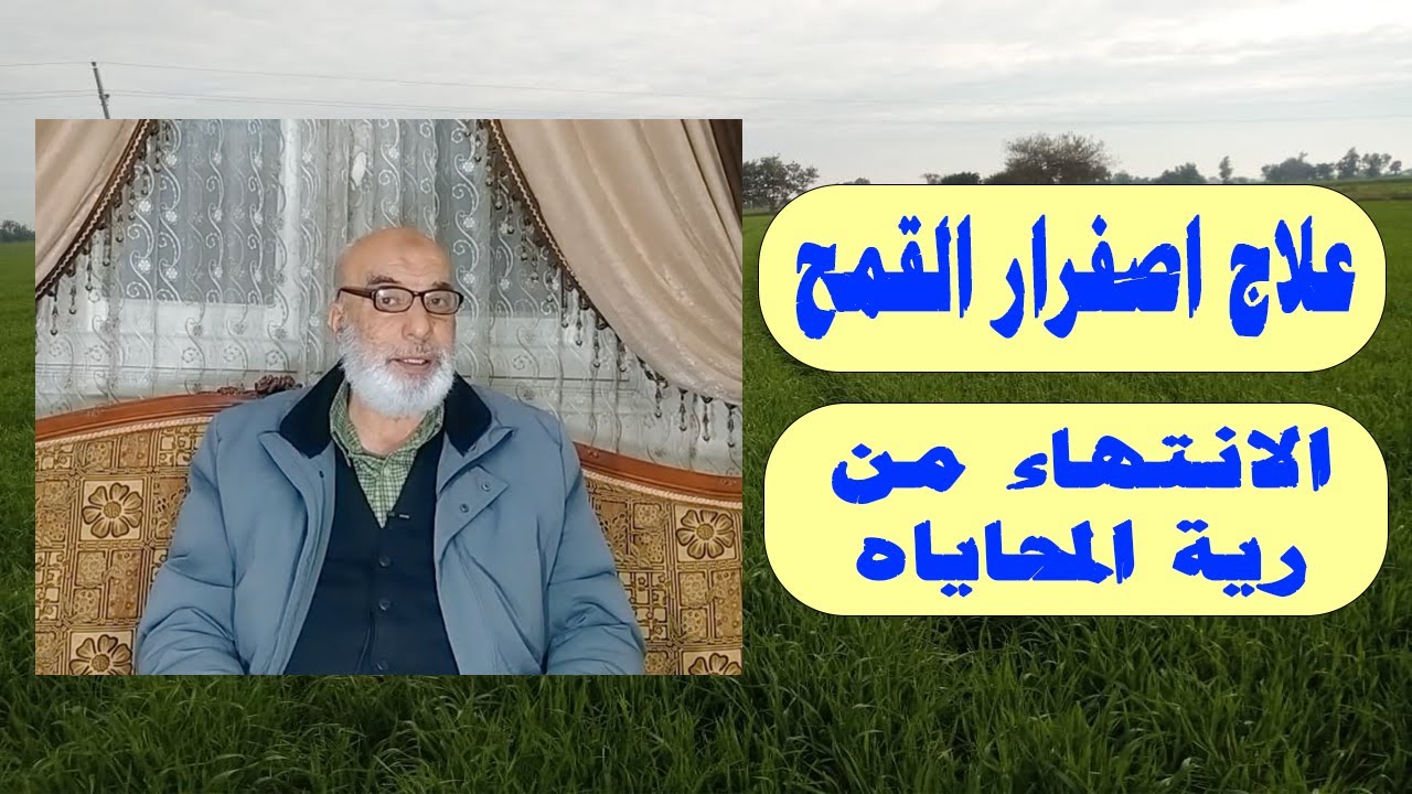 زراعة القمح | الانتهاء من الجرعة التنشيطية | ظاهرة اصفرار القمح