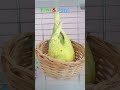 Kiwi és Pötyi papagájok💙🤍💚💛
