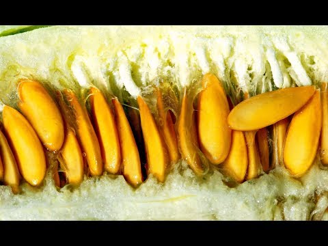 Оказывается СЕМЕНА ДЫНИ невероятно ПОЛЕЗНЫ ДЛЯ ЗДОРОВЬЯ!  Как их употреблять?
