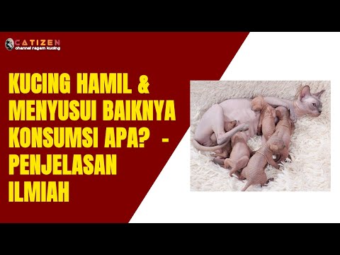 Makanan Kucing Hamil yang Bagus - Konsumsi Kucing Hamil & Menyusui Secara Ilmiah