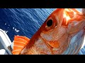 Deep Sea Bottom Fishing / Extreme Heavens