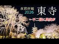 【京都の桜2026】東寺の夜間拝観を見に行ったら不二桜が、、、