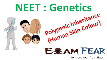 NEET Biology Genetics :  Polygenic Inheritance (Human Skin Color)