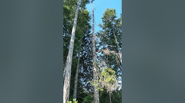 Tall snag tipping over! #vanisle #arborist #treecare #treeclimber #dangerous
