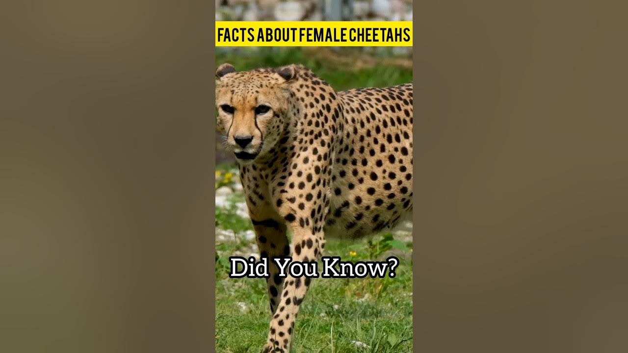 4 FASCINATING FACTS ABOUT FEMALE CHEETAHS ! #shorts - YouTube