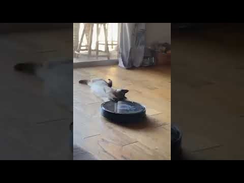 Siamese Cat Lets Roomba Drag Him Around || ViralHog