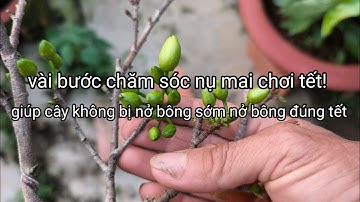 Vài bước cơ bản chăm sóc nụ mai chơi tết!giúp nụ không bị nở bông sớm và nở đúng Tết.