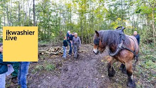 Natuurpunt Brengt 12.000 Jaar Bos Tename Tot Leven Van Ploegen Met Trekpaarden Tot Ovenvers Brood