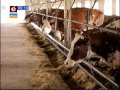 Про українське молоко та проблеми молочного тваринництва у новій програмі Аграрний вектор