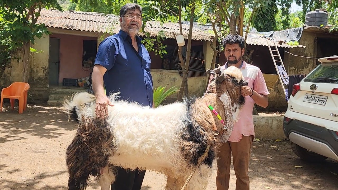 Raees Chachu Raees Chachu Ke Ghar Ki Qurbani Ke Bakre | Al Maidah Goat Farm. - YouTube