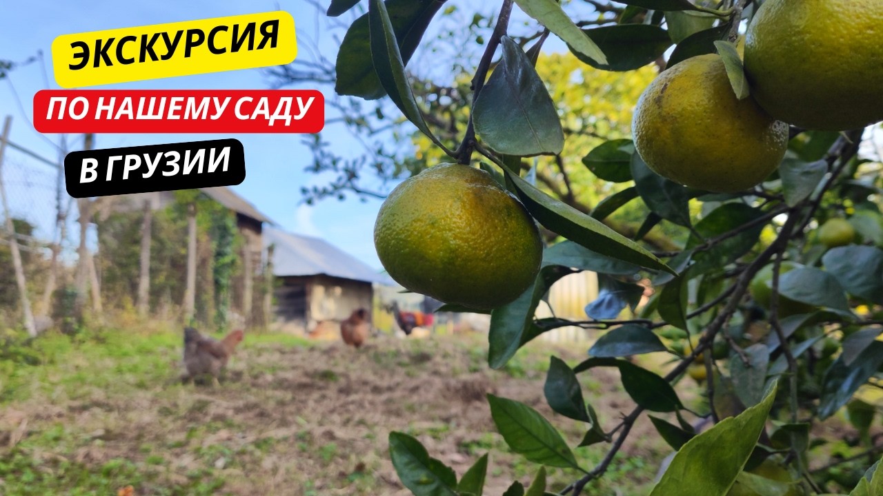 #41 ЭКСКУРСИЯ по нашему САДУ в Грузии🍋