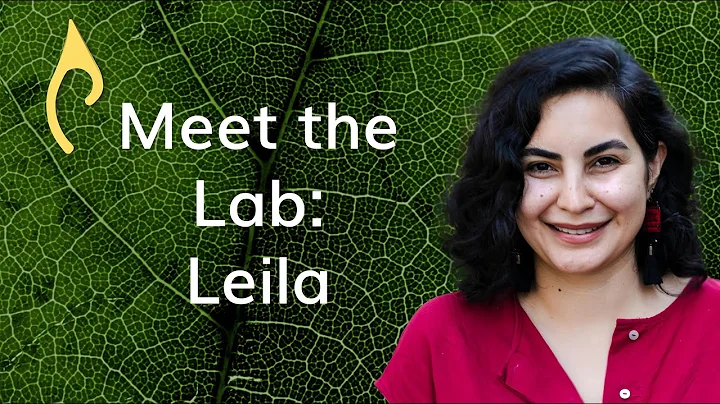 Meet the Lab   Leila Mirzagholi