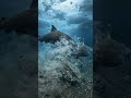 “Battle of the Abyssal Titans: Giant Greenland Shark vs Sleeper Shark at a Frozen Whale Fall