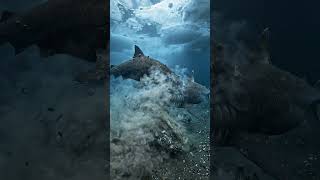 “Battle of the Abyssal Titans: Giant Greenland Shark vs Sleeper Shark at a Frozen Whale Fall