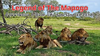 ตำนานสิงโต 🦁 Mapogo ที่สังหารสิงโตกว่า 100 ตัว เพื่อยึดครองดินแดน Sabi Sand (EP.2 จบ)