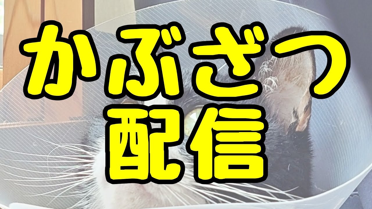 かぶざつ配信【02/27】