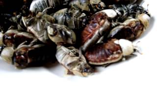 Kumbang Pohon Teleba 2