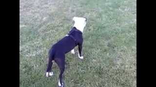 Black And White Colby Apbt