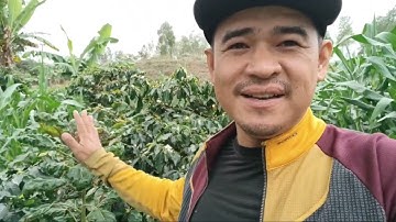 Vlog suasana di kebun kopi dan jagung berbuah banyak