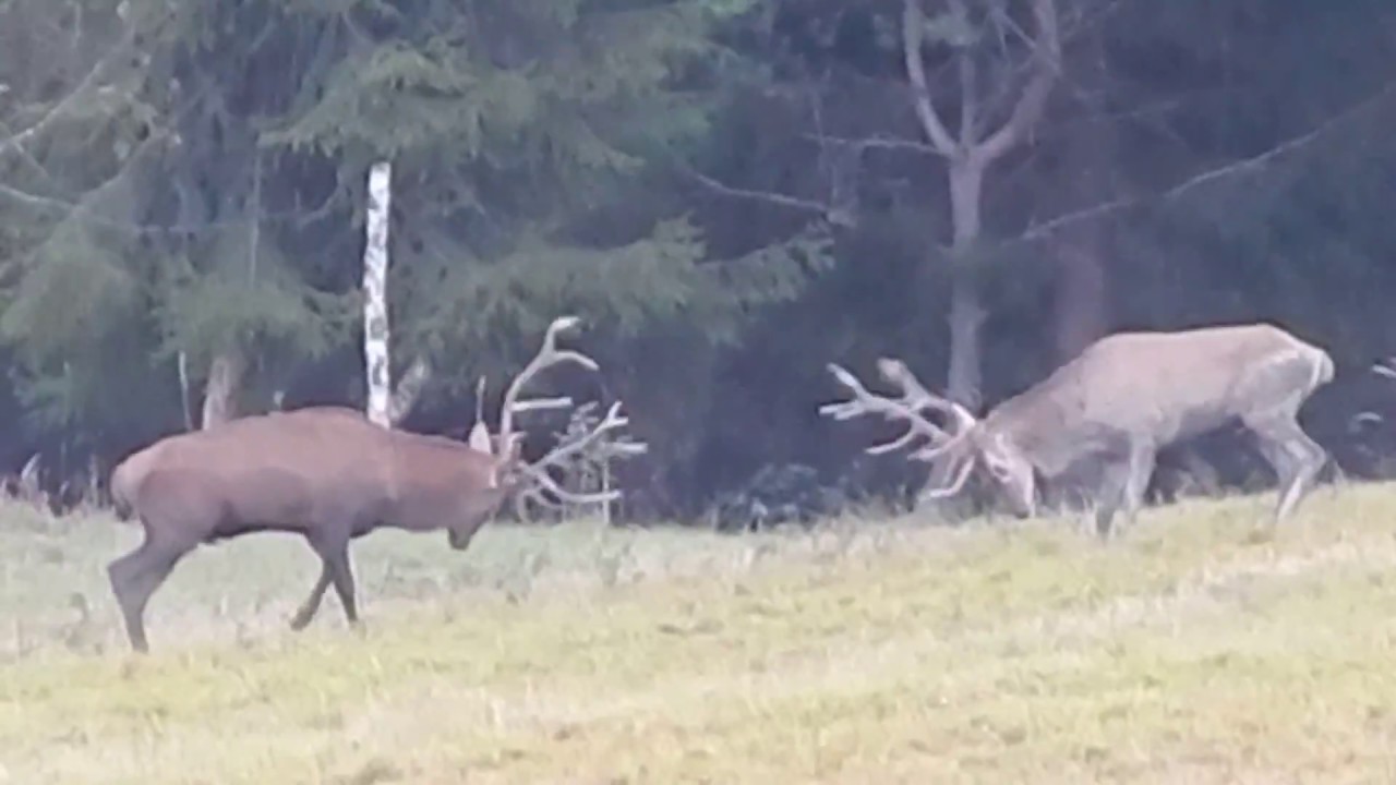 rykowisko 2018 Bieszczady walka byków rut deer