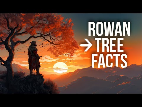 Video: Rowan Tree - Sådan identificeres og dyrkes europæisk bjergaske