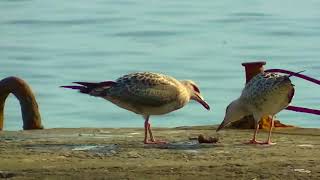 Крымские чайки делят добычу.  Crimean seagulls divide prey