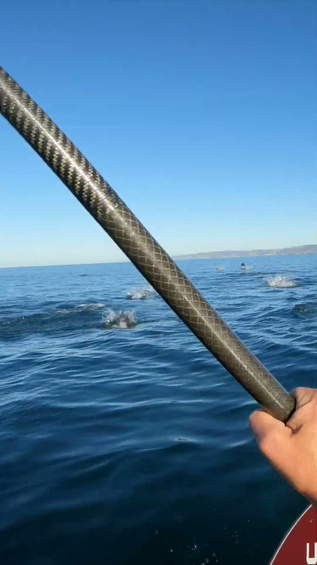 Dolphins Leap Out Of Water Beside Paddleboarder || ViralHog