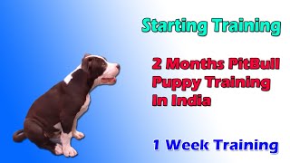 PitBull Dog Training In India | Starting Training, 2 To 7 Months Dog Training | In HINDI