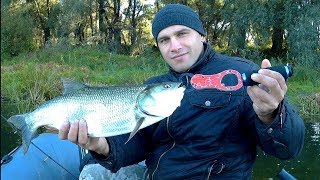 видео: Удар за ударом. Белый хищник Жирует! Жерех, голавль на проверенные блесны! картинка: Удар за ударом. Белый хищник Жирует! Жерех, голавль на проверенные блесны!