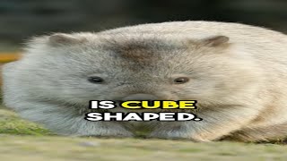 This Animal Has CUBE Shape Poop