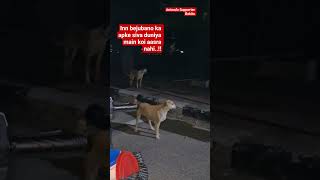 mahadev bholenath Pashupati nath 🙏♥️🐕💯#animals #shortvideo #love #ytshorts #streetdogshelp #animals