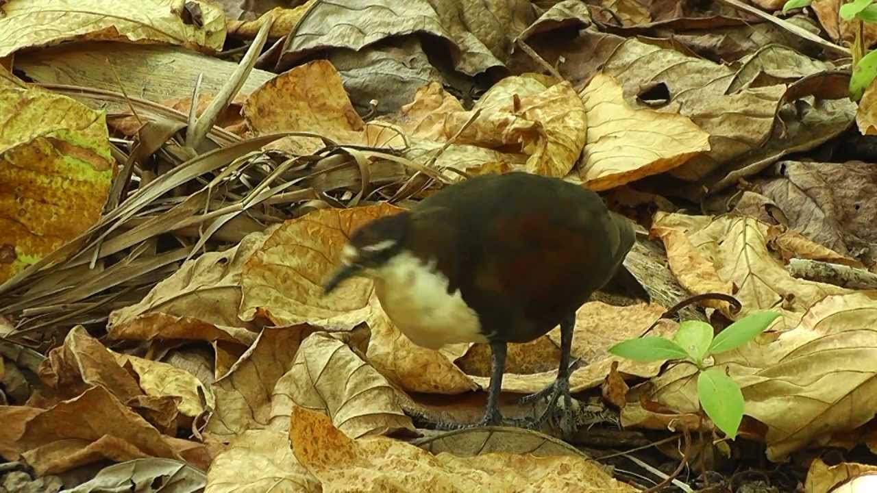 Polynesian Ground Dove (male), 7th September 2013, Tenararo Island, SE Pacific