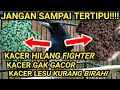 RAHASIA RAWATAN BURUNG KACER | SAYA BONGKAR CARA MEMILIH VOER YANG BENAR