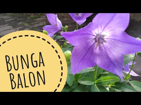 Video: Cara menanam Platicodon dari biji di rumah