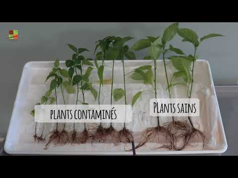 Vidéo: Quels sont les nématodes nuisibles ? En savoir plus sur les nématodes nuisibles courants