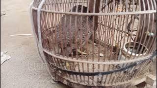 BURUNG BUBUT LOMBOK SUARA BUT BUT SEPERTI INI😂😂