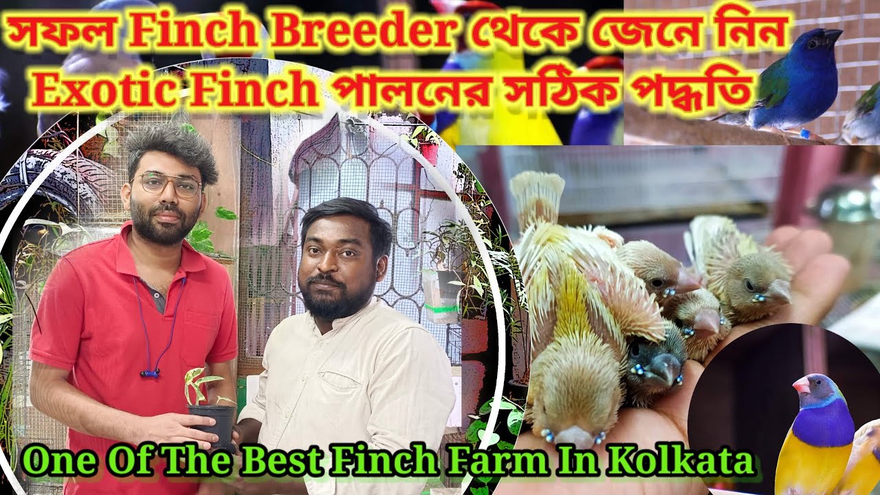 Exotic Finch পালন করতে চান? তাহলে জেনে নিন কিভাবে শুরু করলে আপনি হবেন সফল breeder।