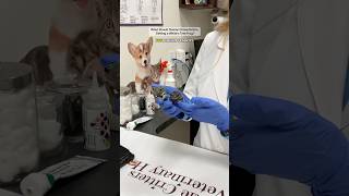 What Should Owners Know Before Getting a White’s Tree Frog?