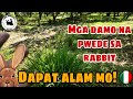 MGA DAMO NA PWEDE SA RABBIT | Mga damo na kinakain ng rabbit | Rabbit Farming Philippines