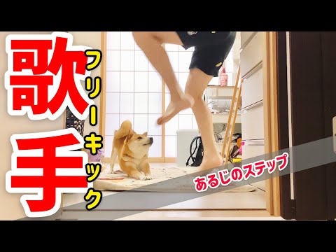 【柴犬こむぎ】聴いてください　恋の交差点【あるじのステップ】